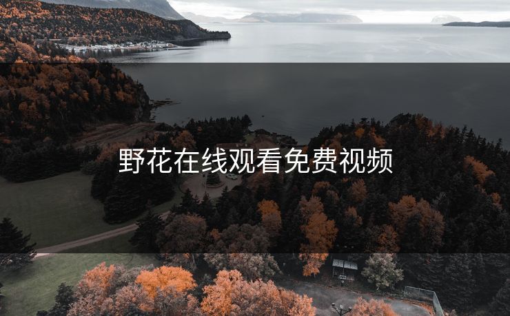 野花在线观看免费视频